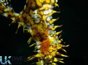 Macro Diving Alor