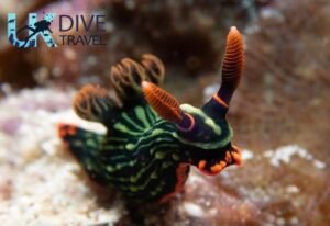 Macro Diving Alor