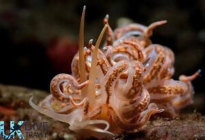 Macro Diving Alor