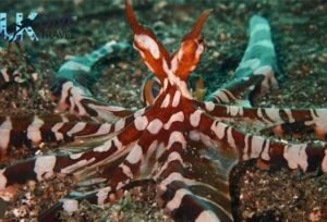 Macro Diving Alor