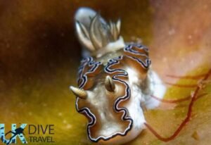 Macro Diving Alor
