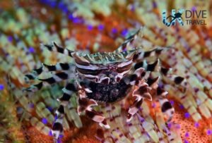 Macro Diving Alor