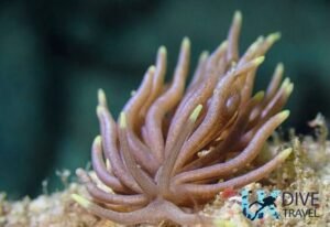 Macro Diving Alor