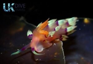 Macro Diving Alor
