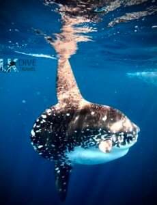 Marine Life Alor