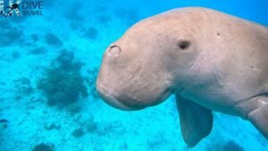 Marine Life Alor