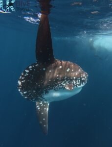 Marine Life Alor