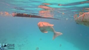 Marine Life Alor