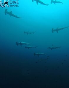 Marine Life Alor