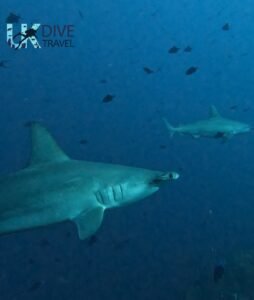 Marine Life Alor