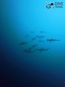 Marine Life Alor