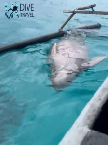 Marine Life Alor