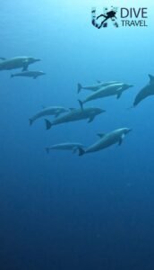 Marine Life Alor