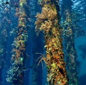Marine Life Alor